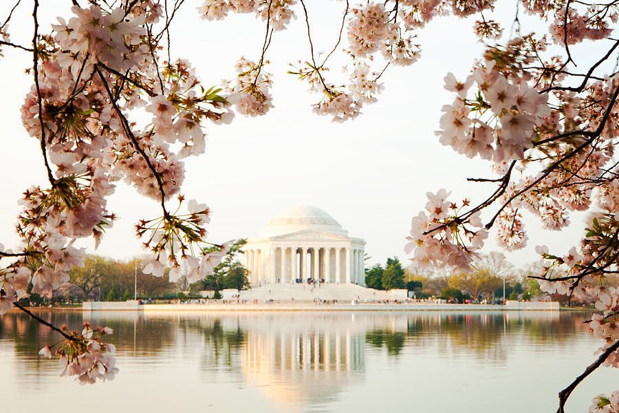 Jefferson Memorial With Reflection and Cherry Blossoms Photograph by ...