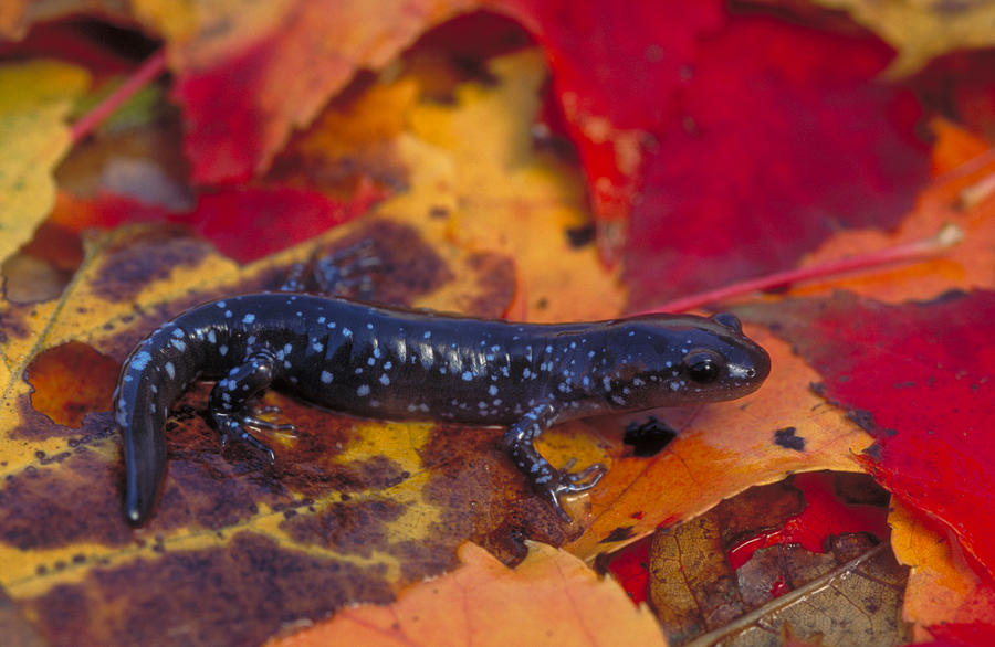 Jefferson Salamander Photograph by Paul J. Fusco