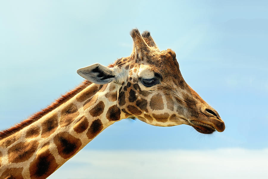 Jeffery the Giraffe Photograph by Dick Wood | Fine Art America