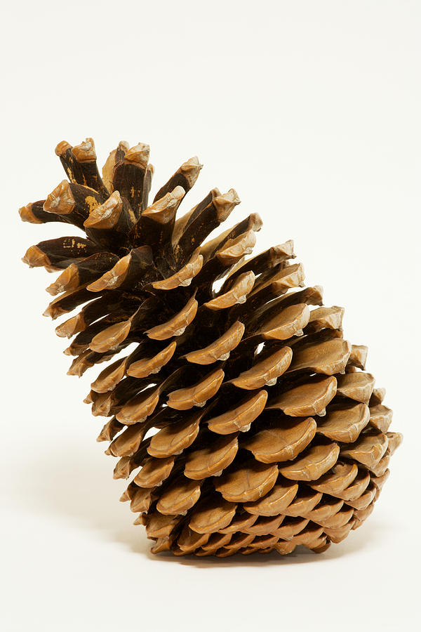 Nature Photograph - Jeffrey Pine Cone (pinus Jeffreyi) by Power And Syred
