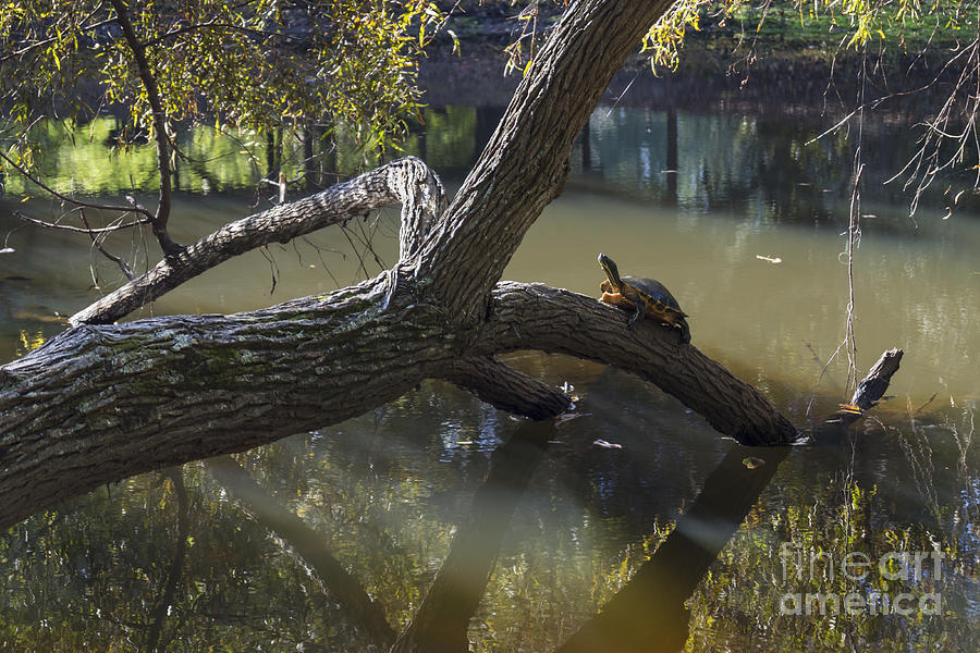 Jeffries Creek Fallen Log with a Turtle Photograph by MM Anderson