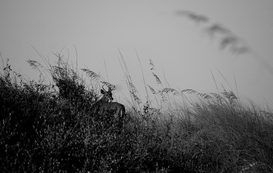 Jekyll Deer in Black Photograph by Laurie Perry