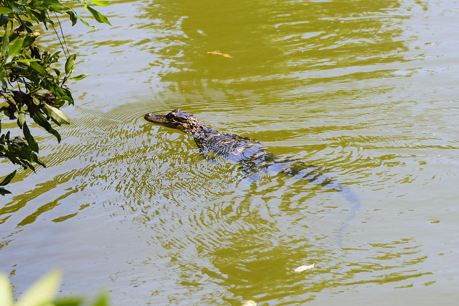 Jekyll Island alligator Photograph by Steve Samples Fine Art America