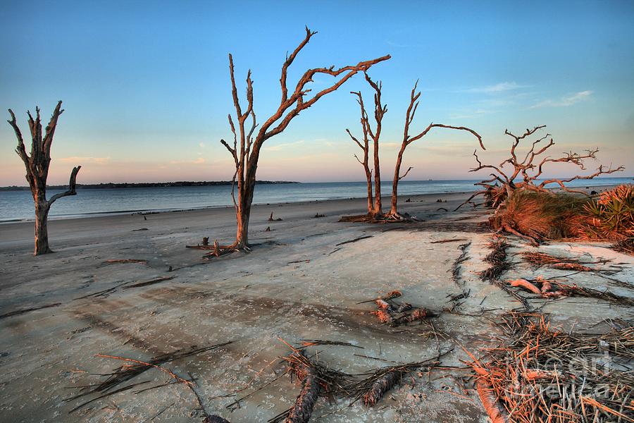 Jekyll Island Photograph - Jekyll Island Dead Tree Beach by Adam Jewell