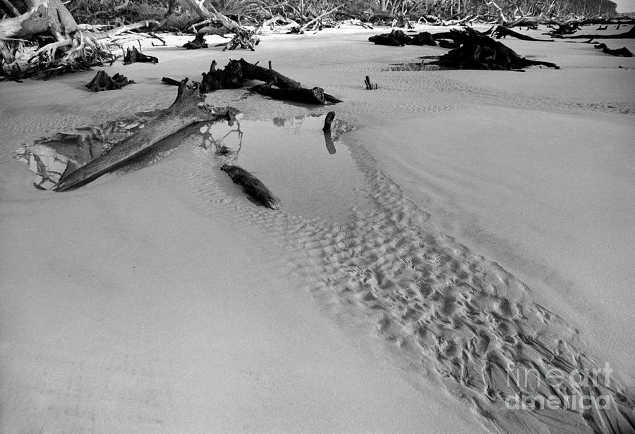 Black And White Photograph - Jekyll Island Driftwood by Tom Brickhouse