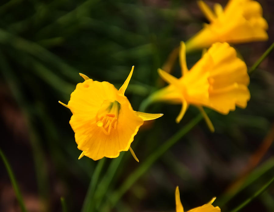 Flower Photograph - Jelena Witch Hazel by Flees Photos