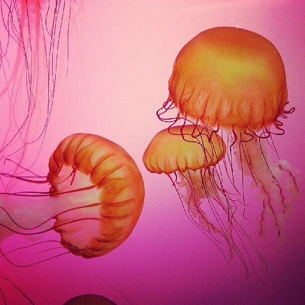 Chicago Photograph - Jellies At The Shedd by Jill Tuinier