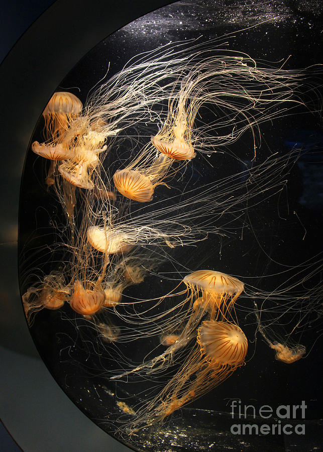 Jellies in a Tank Photograph by Cheryl Del Toro