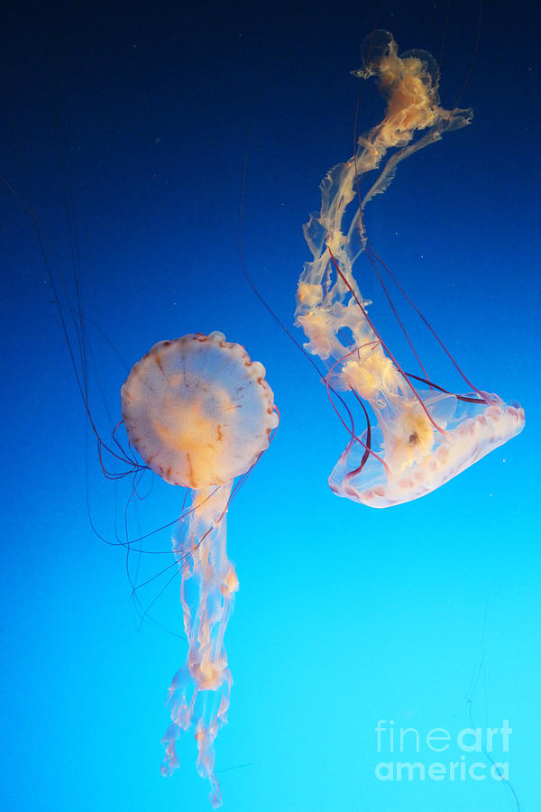Jellies in Blue Photograph by Cheryl Del Toro