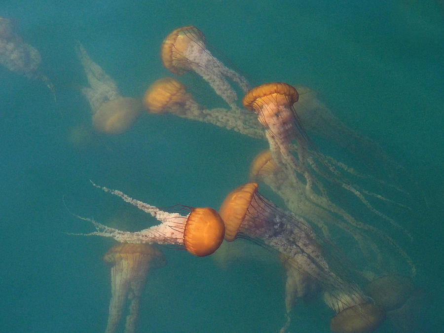 Jellies in the Bay Photograph by Derek Dean