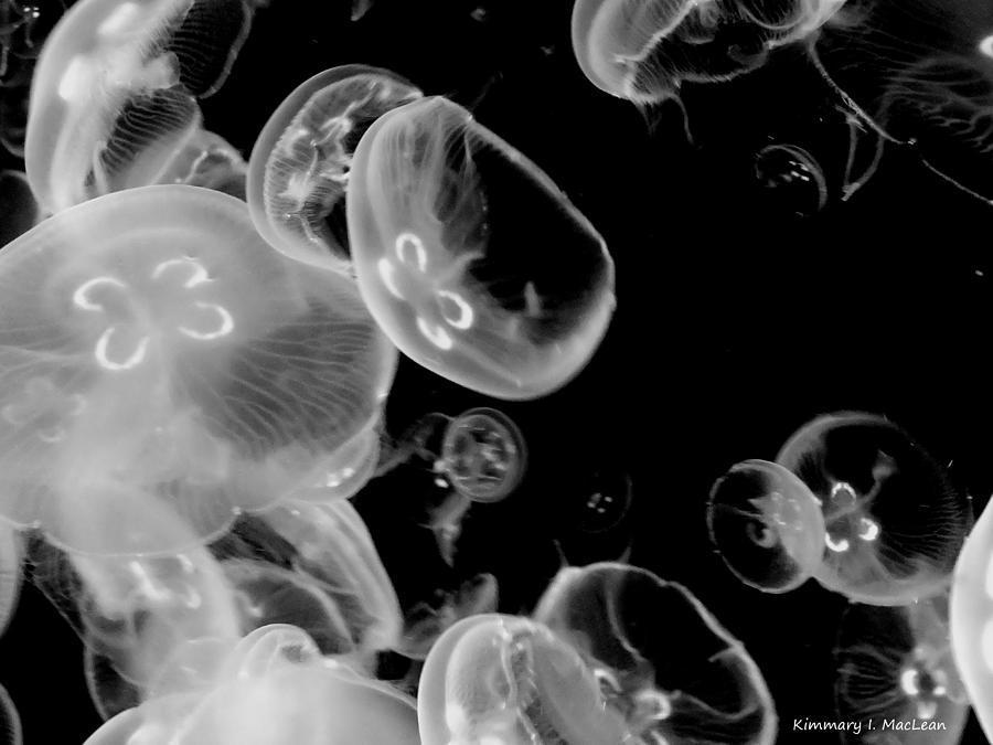 Jellies Photograph by Kimmary MacLean