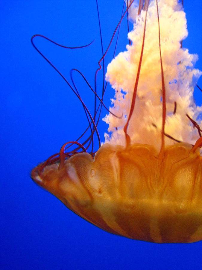 Jellyfish Photograph - Jelly #2 by Michael Lee