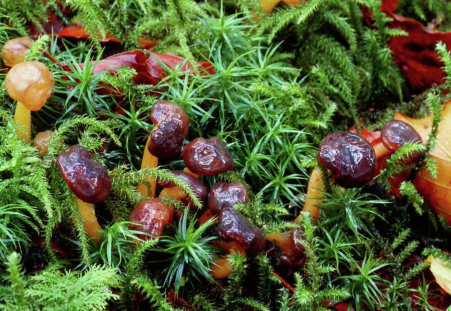 jelly cat mushrooms