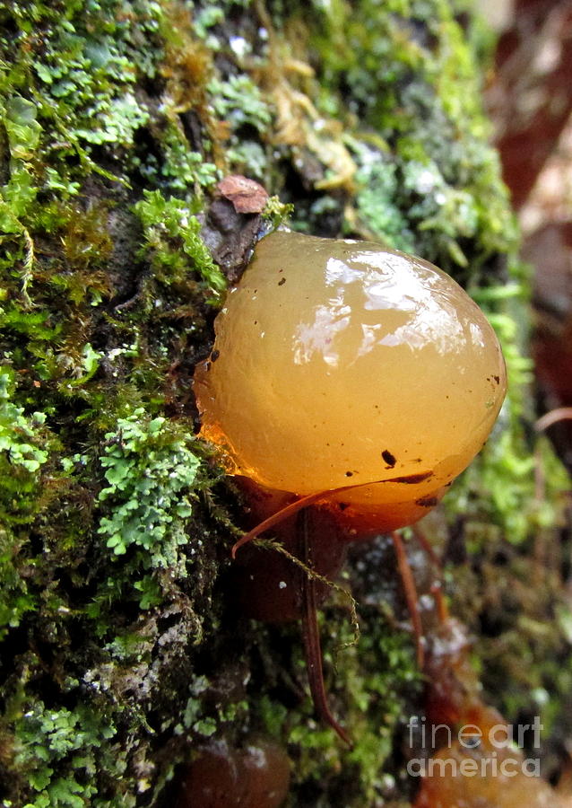 Jelly Ball Fungi Photograph by Joshua Bales