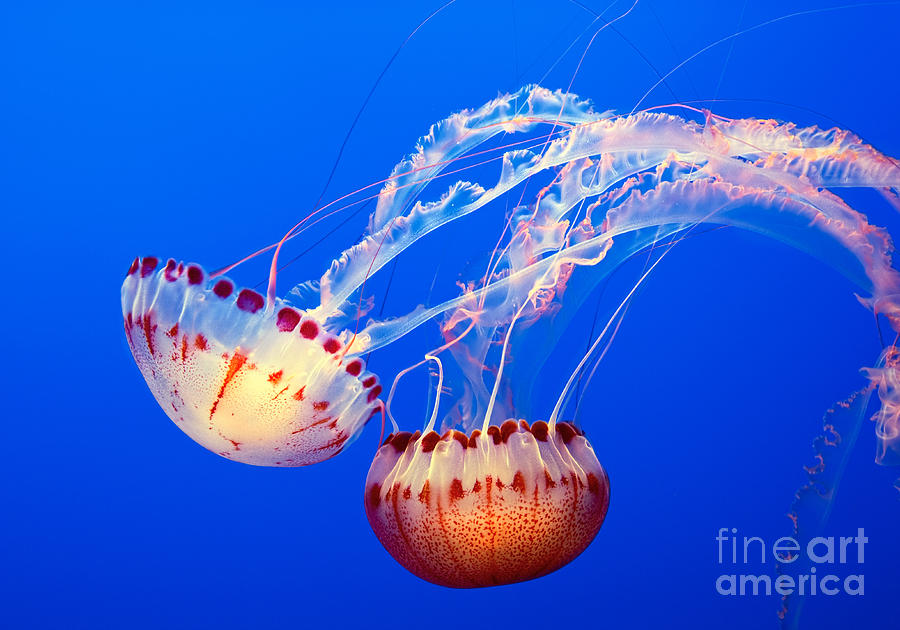 Fish Photograph - Jelly Dance - Large jellyfish Atlantic Sea Nettle Chrysaora quinquecirrha. by Jamie Pham