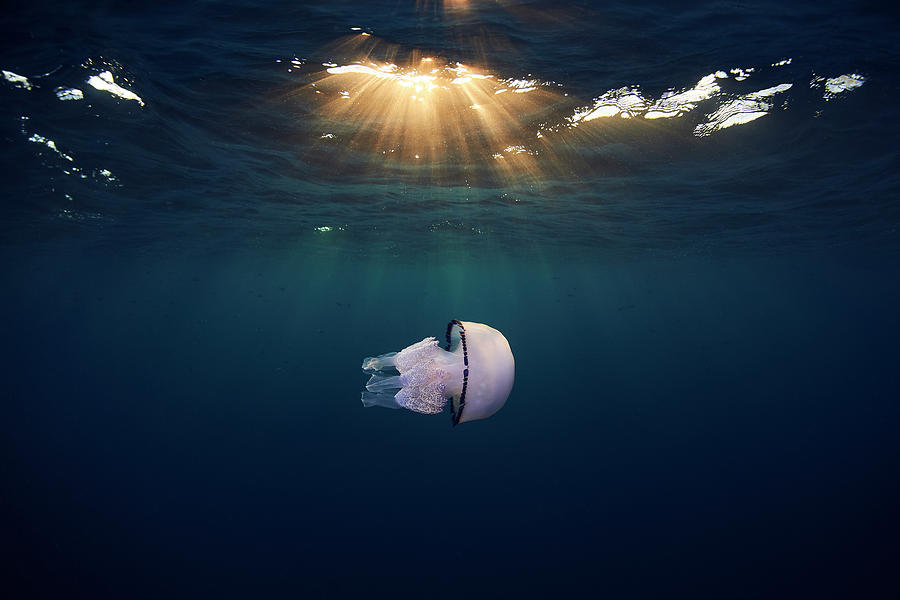 Underwater Photograph - Jelly by Davide Lopresti