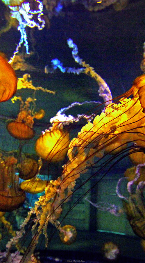 JELLY FISH 2 of 3 Panels by Sheila Kay McIntyre JELLY FISH 2 of 3 Panels by Sheila Kay McIntyre