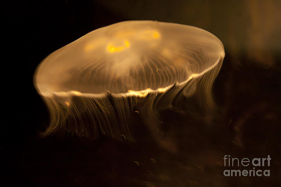 Jelly Fish   #5379 Photograph by J L Woody Wooden
