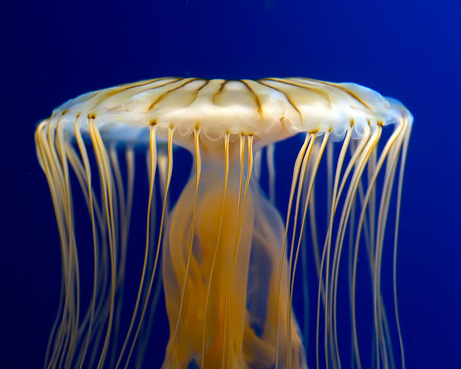 Jelly-fish Photograph by Anna Rumiantseva
