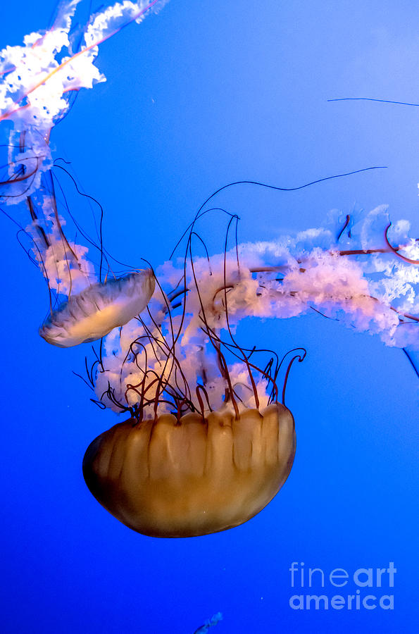 Jelly Fish Photograph by Cheryl Baxter