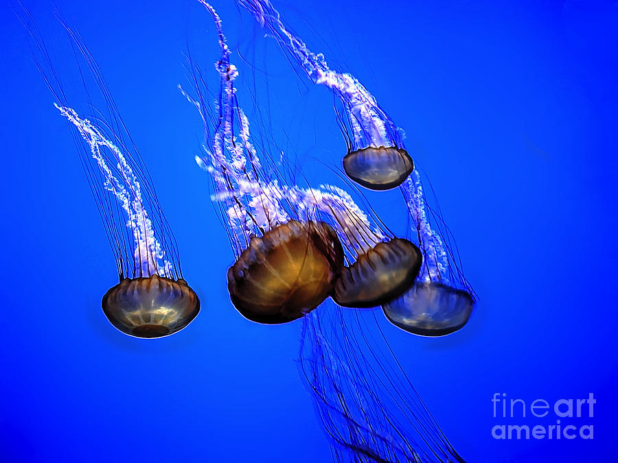 Jellyfish Clique Photograph