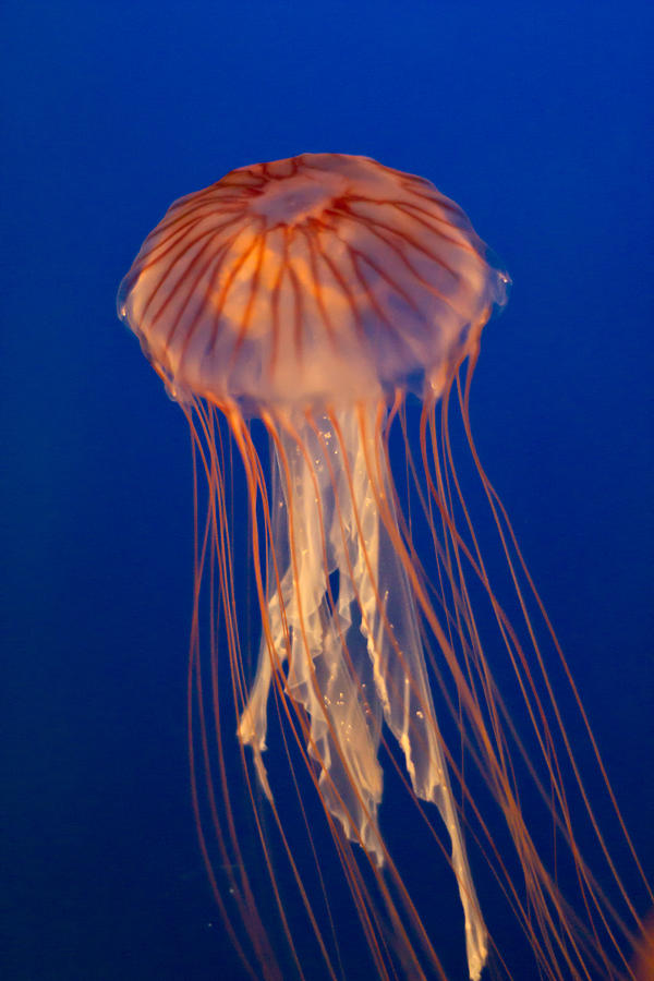 Jelly fish Photograph by Eti Reid