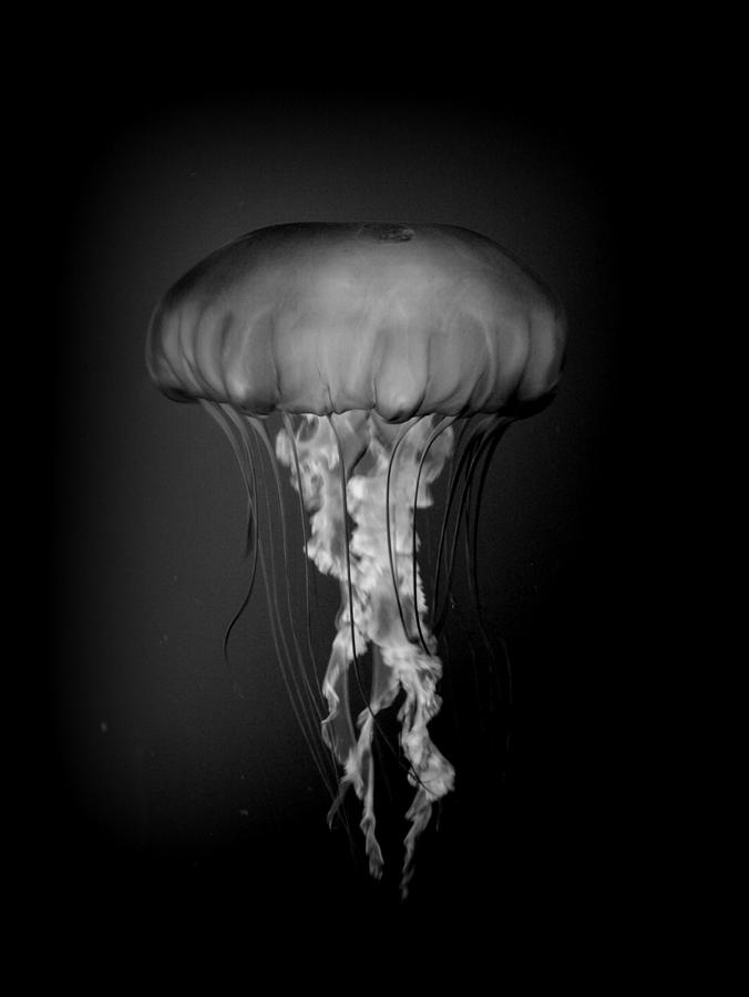 Jelly Fish Photograph by Nathan Abbott