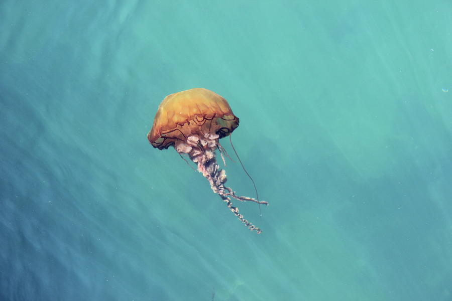 Jelly Fish Photograph by Photo By Laura Kalcheff