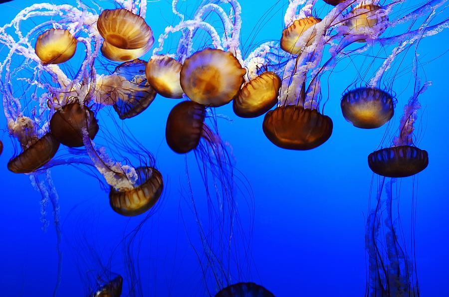 Jellyfish Ballet  Photograph by Marilyn MacCrakin