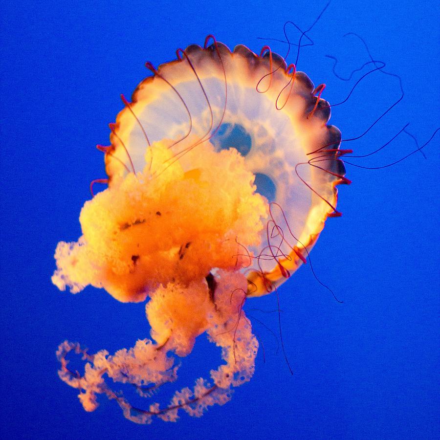 Jelly Fish Photograph by Richard Call - Fine Art America