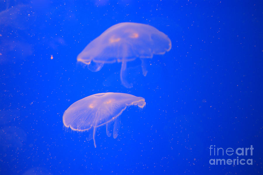 Fish Photograph - Jelly Fish by Sherry Vance