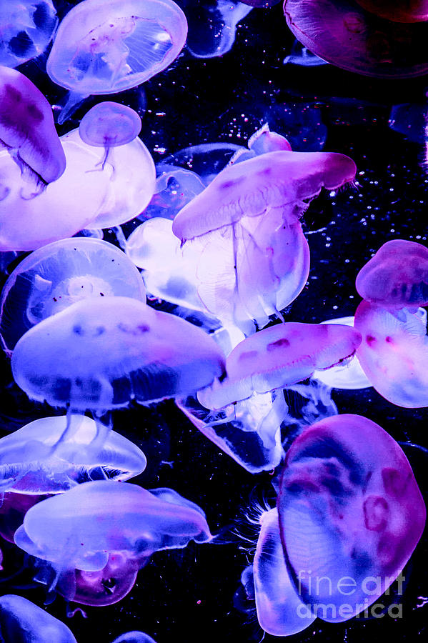Jelly Time Photograph by Jim McCain