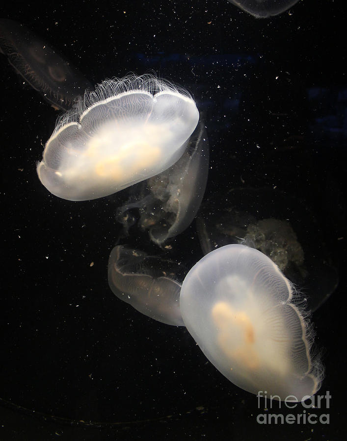 Jelly Twins Photograph by Cheryl Del Toro