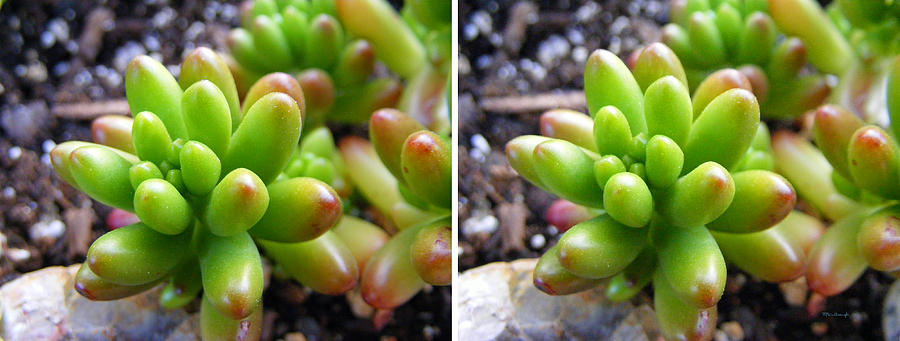 Jellybean Succulent Plant in Stereo Photograph by Duane McCullough