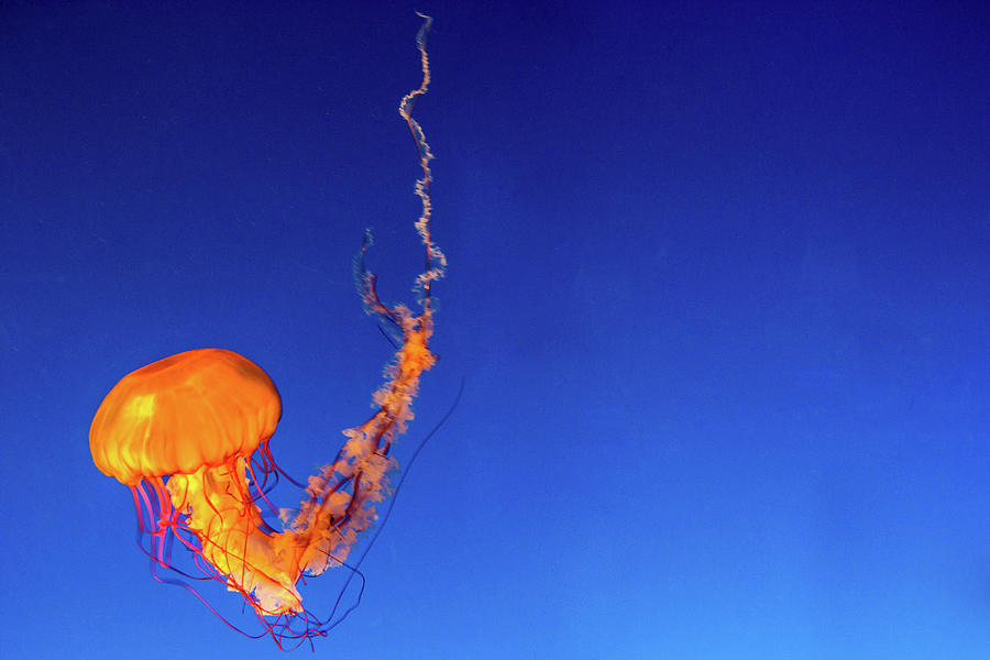 Jellyfish @ Aquarium Photograph by Photography By Jason Gallant
