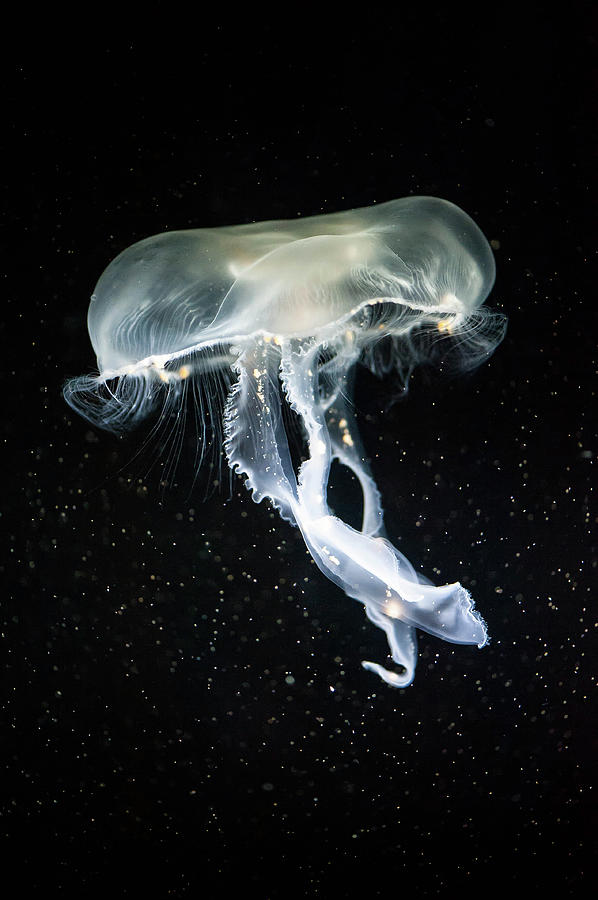 Jellyfish Photograph by © Justin Lo
