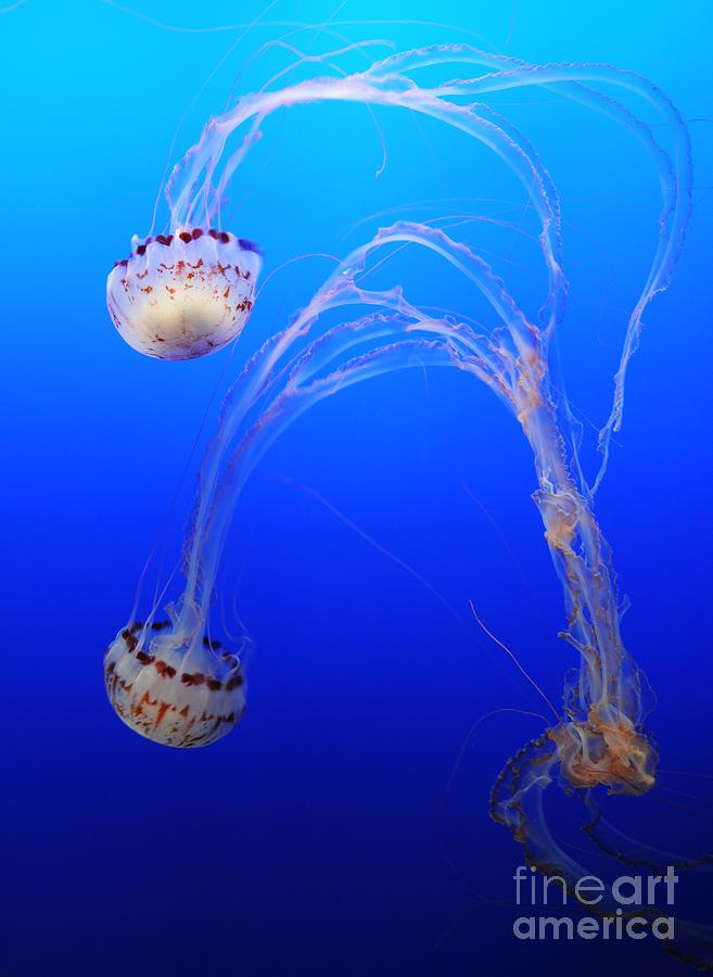Jellyfish 1 Photograph by Vivian Christopher