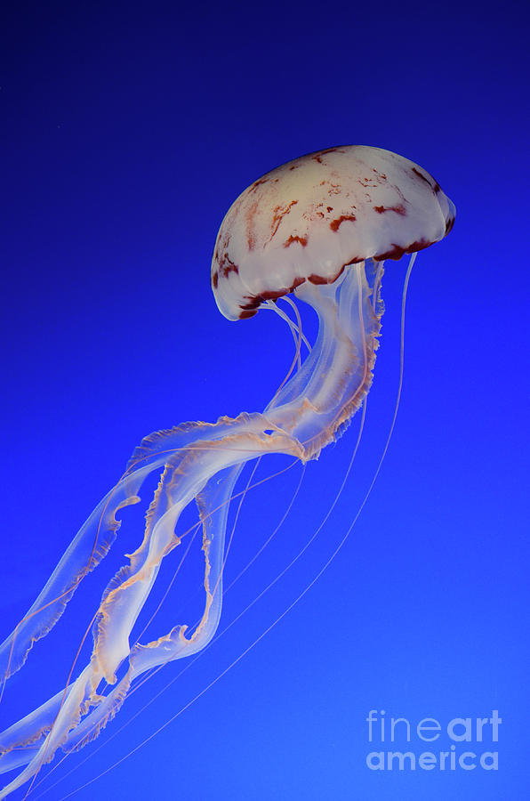 Jellyfish 2 Photograph by Bob Christopher