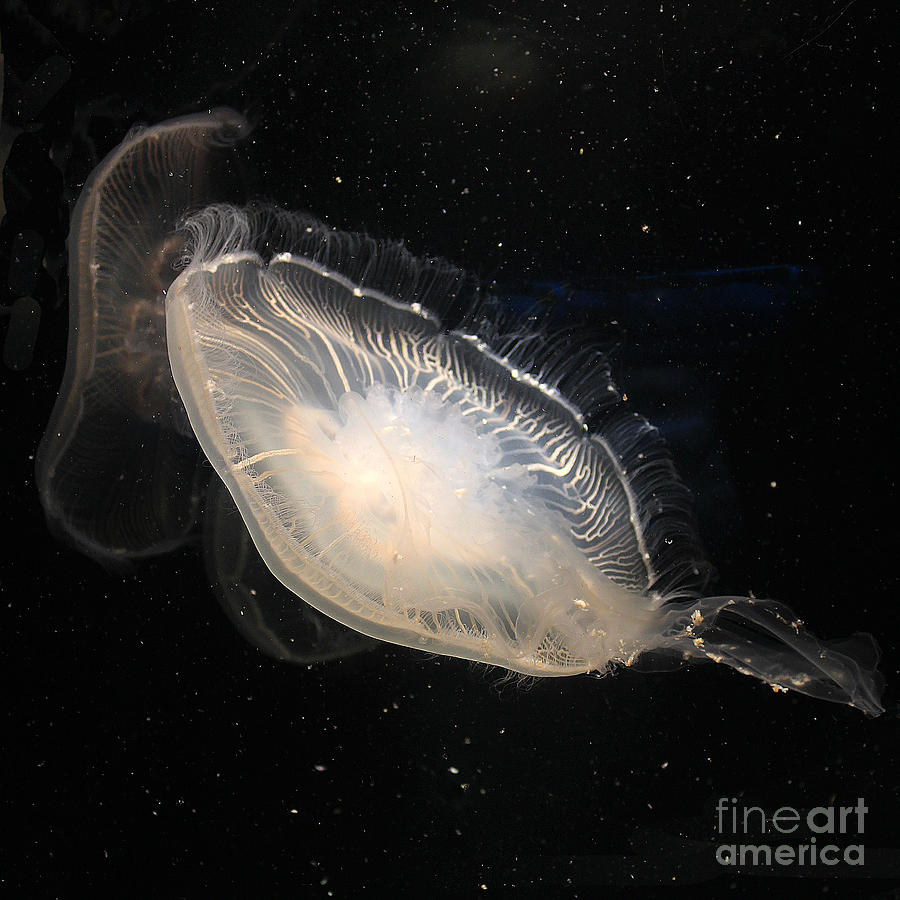 Jellyfish 3 Photograph by Cheryl Del Toro