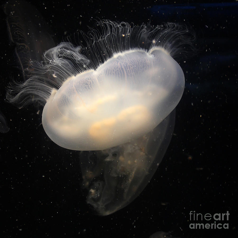Jellyfish 4 Photograph by Cheryl Del Toro