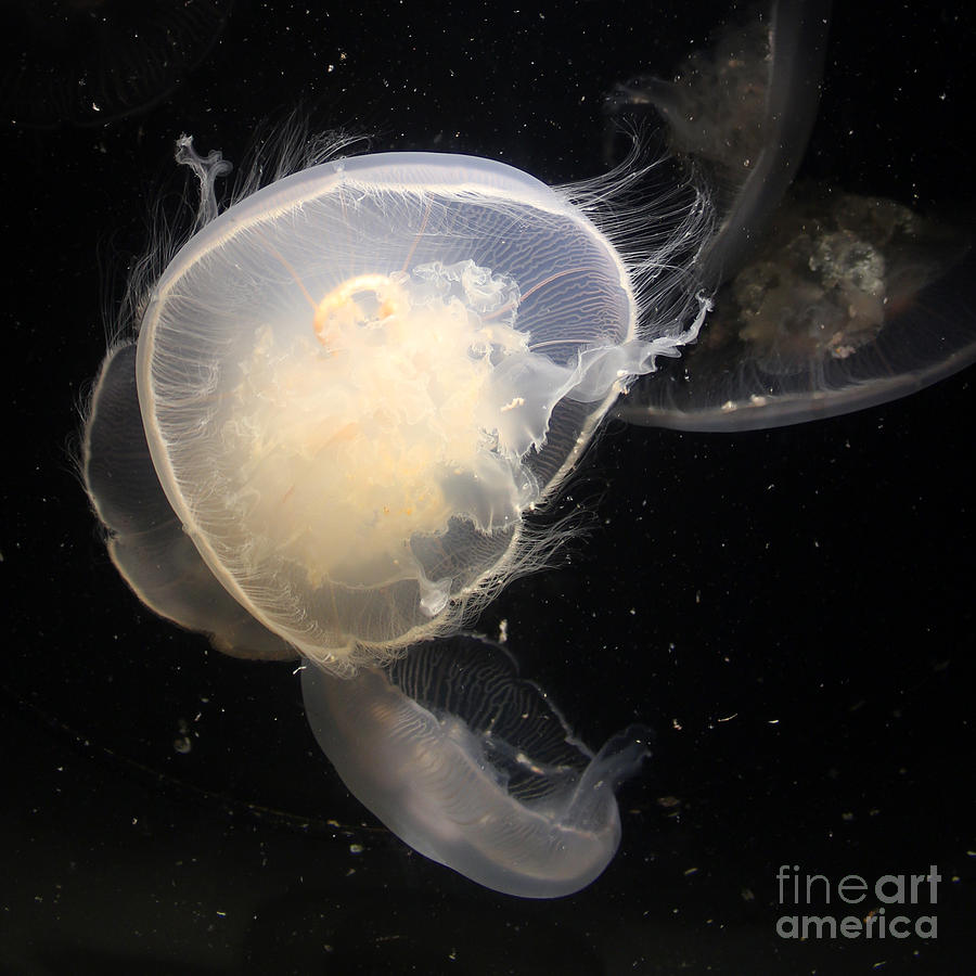Jellyfish 5 Photograph by Cheryl Del Toro