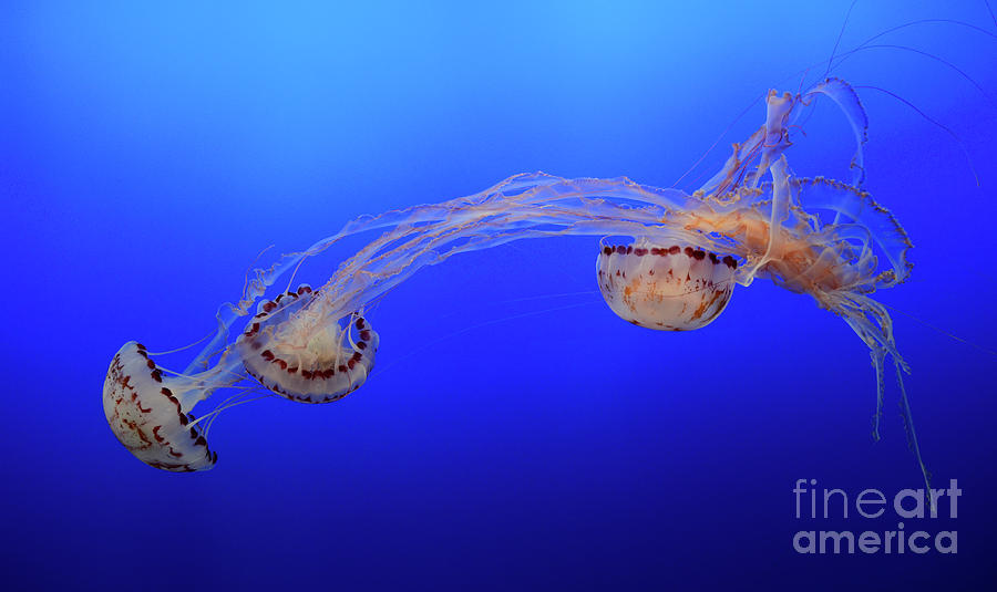 Jellyfish 7 Photograph by Bob Christopher
