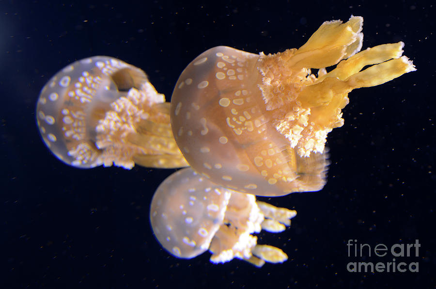 Jellyfish 8 Photograph by Bob Christopher
