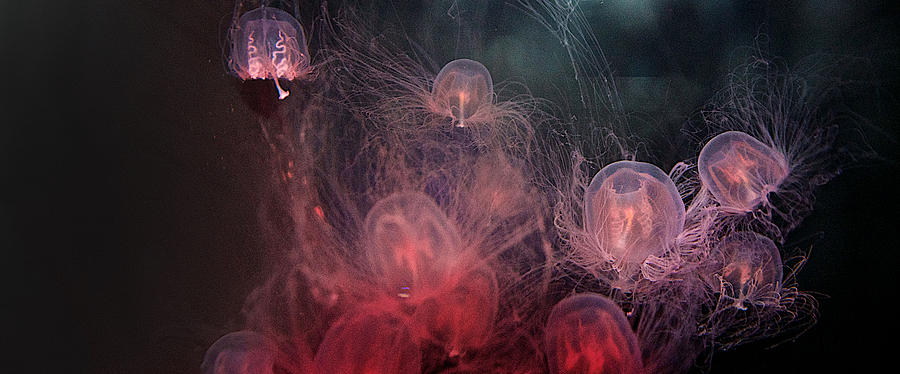 Jellyfish Photograph by Prince Andre Faubert