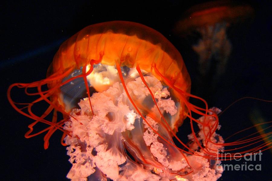 Fish Photograph - Jellyfish by Anjanette Douglas