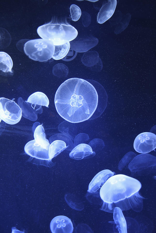 Jellyfish At Loceanographic Aquarium Photograph by Mark Thomas - Fine ...