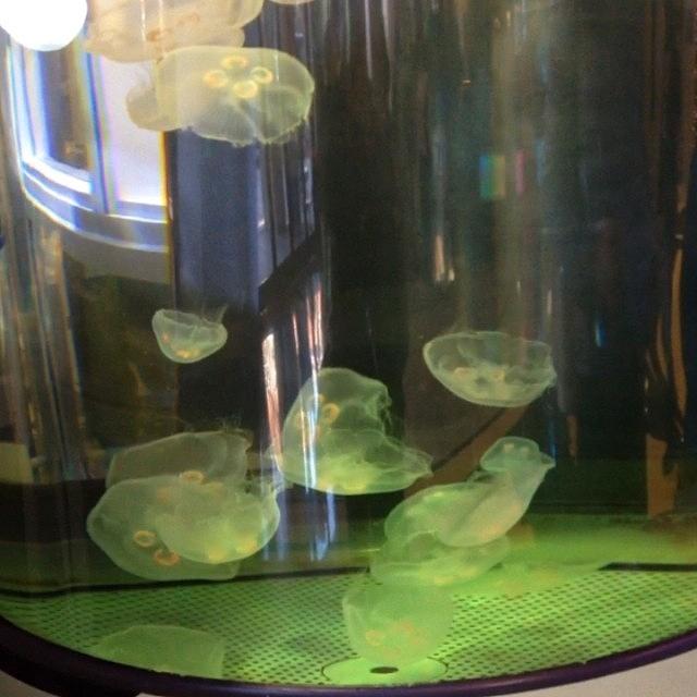 Science Photograph - #jellyfish At Our #science #museum by Teresa Mucha