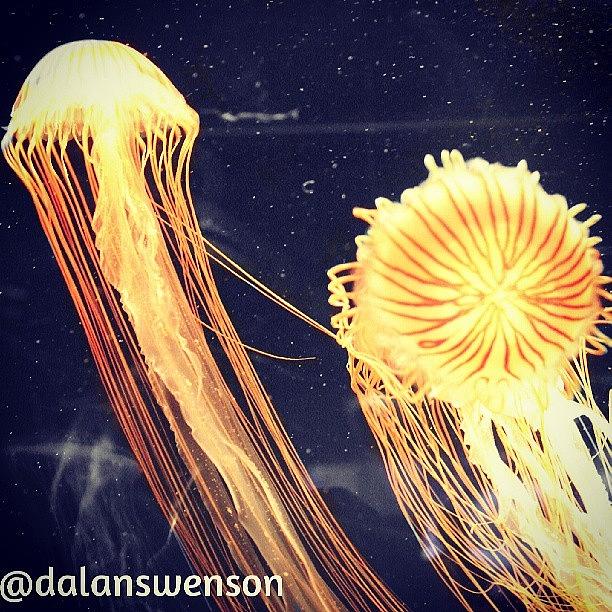 Jellyfish Photograph - Jellyfish At The Long Beach Aquarium by Dalan Swenson