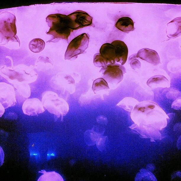 Denver Photograph - Jellyfish At They Aquarium #denver by Brittany Leffel