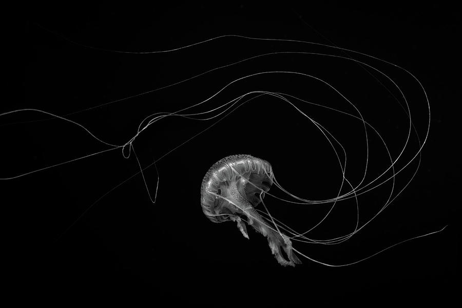 Jellyfish Black And White Photograph by William Rhamey - Azur Diving